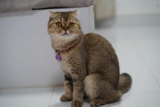 Curious fluffy cat with large eyes sitting on a white tiled floor in a modern room with soft furniture and minimalistic decor photo