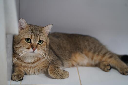 Close-Up of a Relaxed Tabby Cat Resting on a White Tile Floor with a Calm Expression, Showcasing Its Vivid Green Eyes and Soft Fur Texture photo