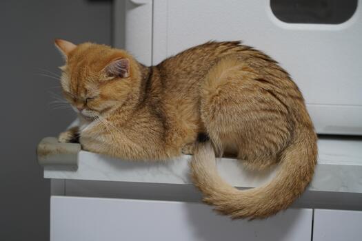 Adorable fluffy orange tabby cat curled up asleep on a countertop with a serene expression, showcasing its soft fur and relaxed posture in a cozy home setting photo