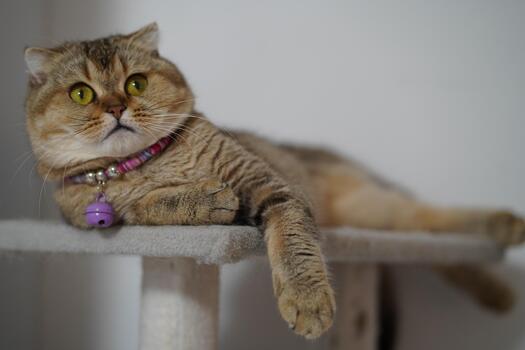 Cozy Domestic Cat Relaxing on Cat Tree with Soft Lighting and Playful Expression in Home Environment photo