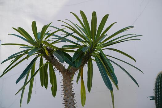 Unique succulent tree with slender leaves and spiky trunk against a plain white background creating a striking visual contrast in a serene environment photo