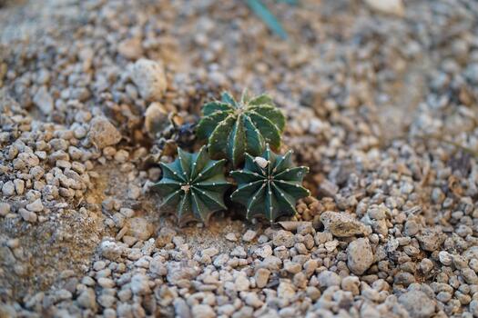 Small green cactus with unique star-shaped structure growing on dry rocky soil in a natural desert environment during daytime light conditions photo