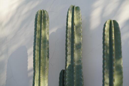Tall green cacti with vertical ribs growing against a white textured wall, casting soft shadows in bright natural light, emphasizing their unique shapes and forms photo