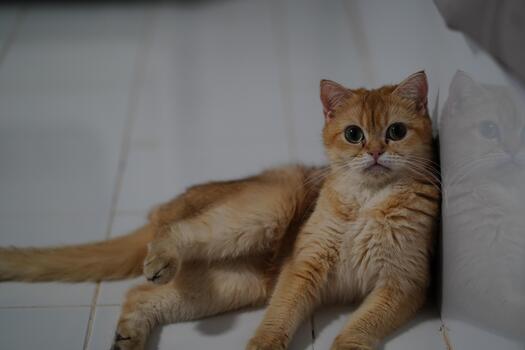 Cute fluffy orange cat relaxing on the floor with big eyes, looking curiously at the camera in a well-lit indoor environment, shallow depth of field photo