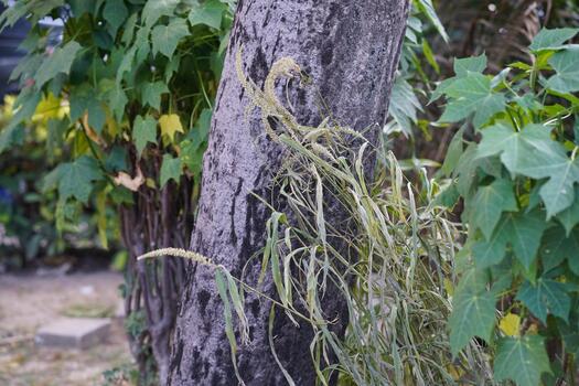Close-Up of a Tree Trunk with Green Foliage and Withered Plants in a Lush Garden Setting, Showcasing Nature's Texture and Contrast in a Serene Environment photo