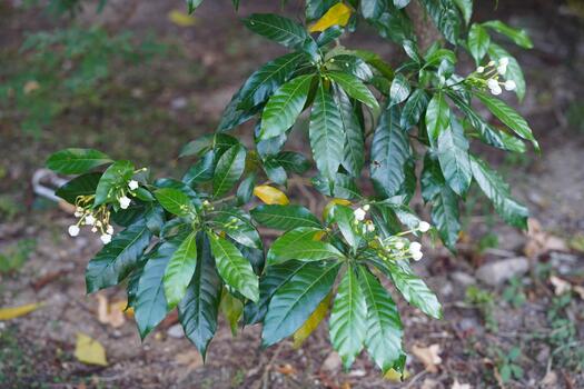 Fresh Green Leaves with White Blossoms on a Tree Branch in a Natural Environment under Soft Light photo