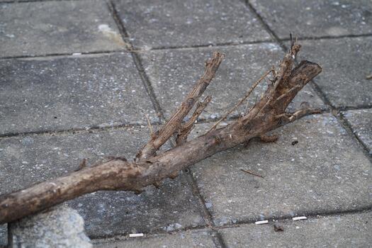 resistido árbol rama en Roca pavimento rodeado por urbano paisaje y natural elementos, destacando de la naturaleza Resiliencia en hormigón espacios foto