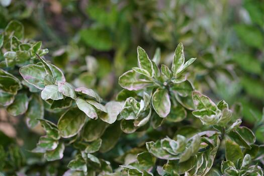 Close-Up View of Variegated Green Leaves with Subtle Pink Edges in a Lush Garden Setting Capturing the Beauty of Nature's Colors and Textures photo