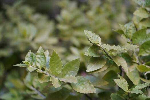 Close-up of Vibrant Green Leaves with Subtle Texture and Depth Providing a Natural Backdrop for Artistic or Environmental Projects photo