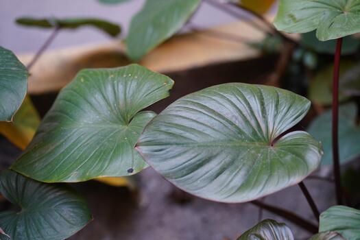 Close-Up of Green Leaves with Distinctive Veins and Textures in Natural Setting, Ideal for Nature and Organic Themes in Design Projects photo