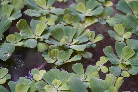 Lush Green Floating Plants in Tranquil Water with Delicate Leaves and Soft Sunlight Reflection, Creating a Serene Natural Habitat photo
