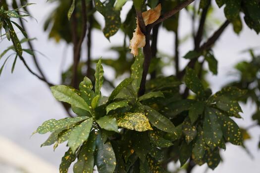Close-up of Leafy Plant with Distinctive Yellow-Dotted Patterns, Showcasing Unique Foliage and Texture in Natural Light photo
