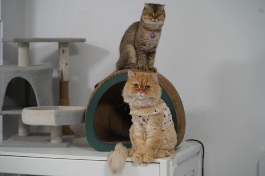 Two Adorable Cats Relaxing in Playful Indoor Environment with Cat Tree and Tube, One Sitting and One Standing, Charming Felines in Cozy Setting photo
