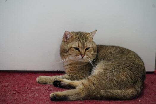 Domestic Cat Relaxing on Red Carpet with Minimalist Background and Soft Fur Texture in a Calm Indoor Environment photo