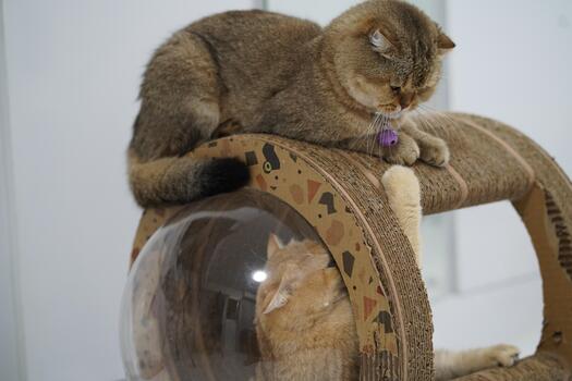 Two adorable cats interacting playfully on a unique scratching post with a transparent bubble element, showcasing their playful personalities and fluffy fur. photo