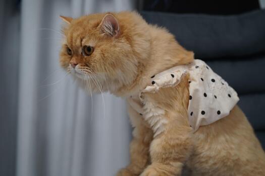 Adorable fluffy orange cat in a stylish polka dot outfit posing elegantly on a stylish surface with soft background in indoor setting photo