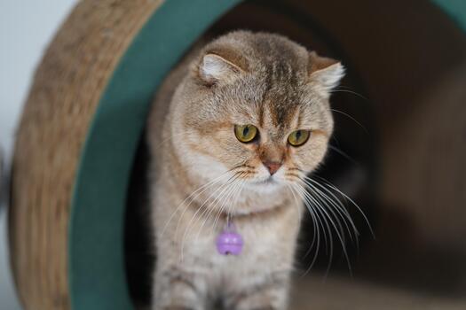 adorable dorado gato con brillante verde ojos emergente desde un acogedor circular gato casa, exhibiendo sus mullido Saco y curioso expresión en un calentar ajuste foto