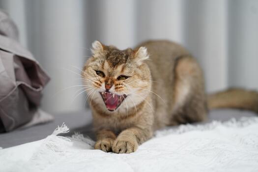 adorable gato con mullido Saco bostezando en broma en suave cobija rodeado por neutral tonos en un calma interior ambiente foto