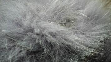 un' avvicinamento di strutturato grigio pelliccia mostrando il unico profondità e naturale modelli di il morbido, soffice fibre video