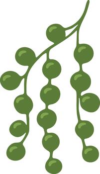 String of pearls trailing succulent vector