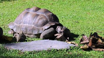 A large Aldabra giant tortoise resting on green grass, partially shaded by another tortoise. Its textured shell and scaly skin are visible near a patch of dried leaves. video