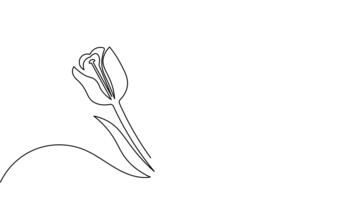 minimalistisk vår tulpan ett linje konst intro animering video