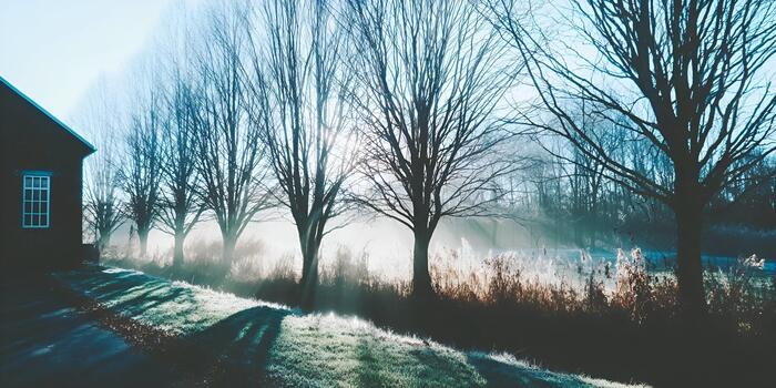 un fila de desnudo arboles líneas un brumoso camino junto a un edificio bañado en temprano Mañana luz de sol creando largo oscuridad foto