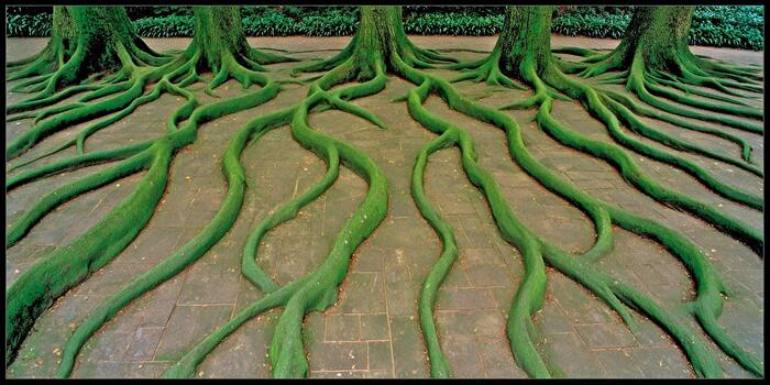Large green moss covered tree roots spread across a paved path from multiple tree trunks in a lush garden setting photo