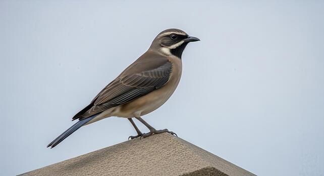 Elegant gray necklaced bird perched atop weathered concrete structure surveying its domain photo