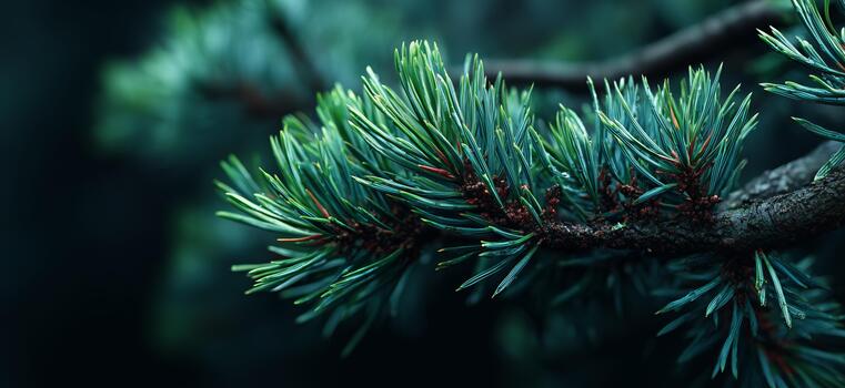 Close-up View of Green Pine Tree Branches With Soft Needles in Natural Setting. photo