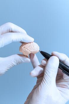 Gloved Hands Demonstrating Brain Model photo