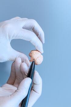 Tiny Brain Model with Pen Pointer photo