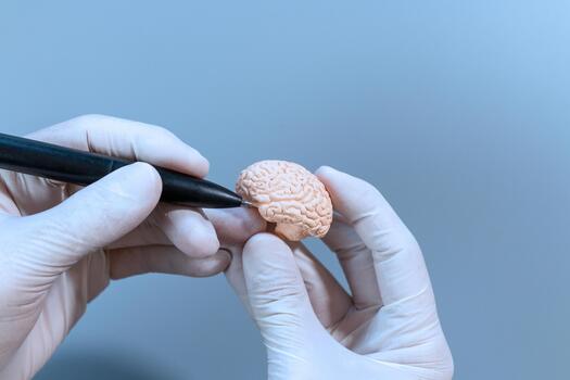 Neuroscience Instruction on Mini Brain photo