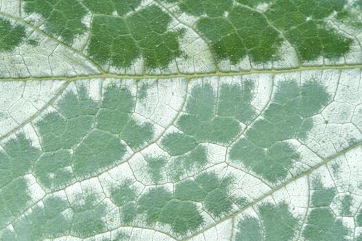 Close up of green leaf surface showing complex network of veins and natural texture patterns. photo