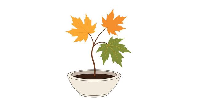 A small maple tree sapling with three colorful autumn leaves growing in a simple white ceramic pot against a plain white background. vector