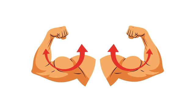 un ilustración de dos fuerte bíceps brazos flexionando con rojo flechas demostración el correcto movimiento para un pesa bíceps rizo ejercicio. vector