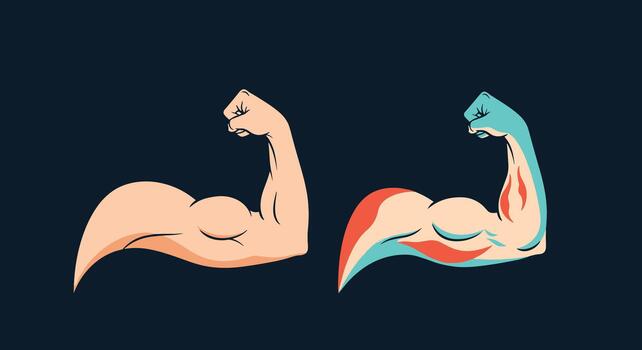 A comparison of a flexed bicep arm showing both the external skin appearance and an anatomical view of the muscle structure. vector