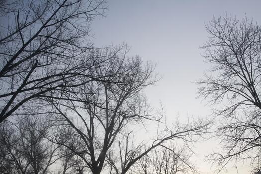 Branches with autumn leaves appear against a muted twilight sky. The scene suggests calm atmosphere and gentle seasonal change. photo