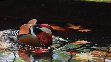 vivace mandarino anatra volo a vela su calma acqua, visualizzazione sbalorditivo colori e modelli, circondato di un' sereno naturale ambientazione, incarnando la tranquillità e eleganza video