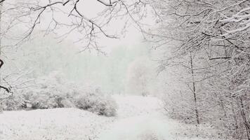 esso è nevicando pesantemente nel il parco, grande fiocchi di neve siamo lentamente caduta su albero rami video