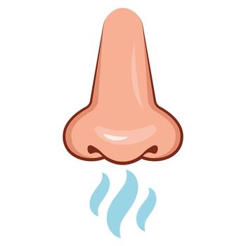 Front of nose who smell in flat design on white background vector