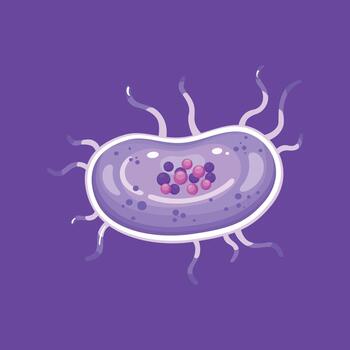 Illustration of a prokaryotic bacterial cell with visible internal structures, perfect for scientific, biological, and educational content. vector