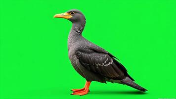 Animated gray bird flapping wings against vibrant green backdrop ready for easy chroma keying and compositing in your next creative project video