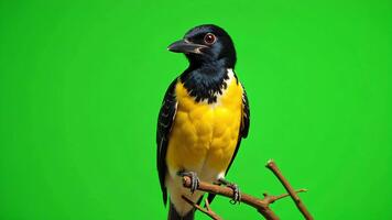 vibrante amarillo y negro pájaro encaramado en un rama con sorprendentes rojo ojos, Listo para dinámica movimiento gráficos y composición video