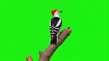 Dynamic woodpecker perching on a textured branch, captured mid-action with vibrant green screen background for seamless editing and creative use. video