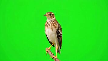 Captivating bird perches on branch against vibrant green screen background, ready for dynamic compositing and nature projects video