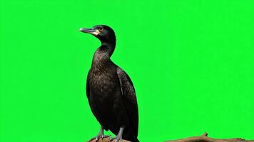 Elegant cormorant bird perched on branch against vibrant green screen backdrop ready for dynamic chroma key compositing in nature scenes video