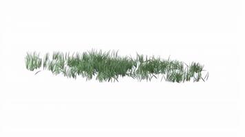Realistic Green Grass Patch with Soft Shadows Isolated on White Background for Compositing video