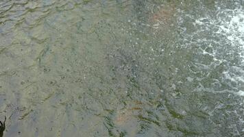 rör på sig vatten yta med mild krusningar och bubblande skum, skapande en lugna och naturlig atmosfär lämplig för bakgrunder och natur innehåll video