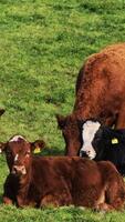 fem kor, varierande i Färg, beta och resten på en frodig grön fält. vertikal . video